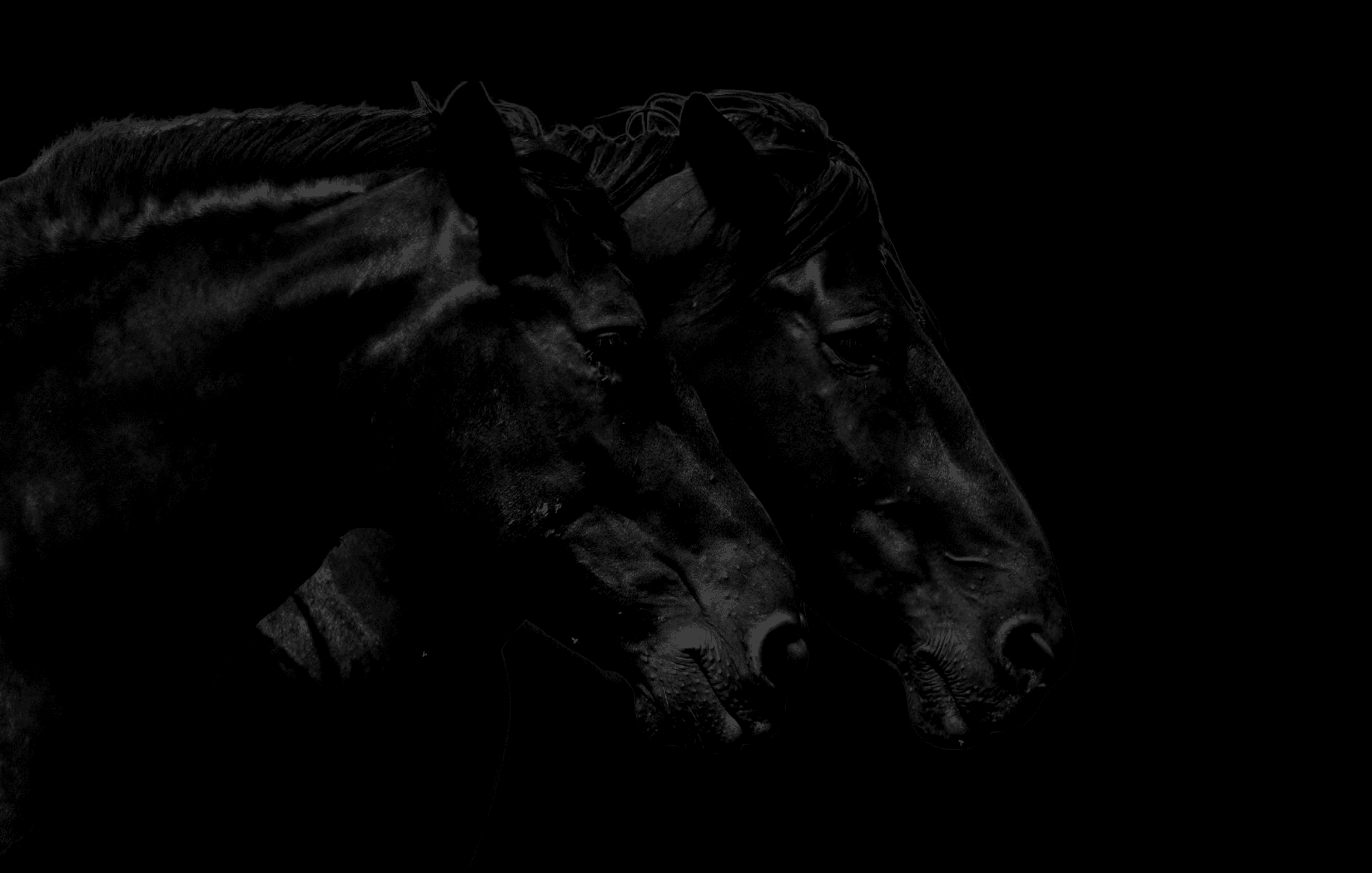 Majestic racehorses representing Evolution Stables digital ownership
